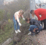 Брянские студенты высадили живую изгородь вдоль дамбы над Верхним Судком - Новый Путь